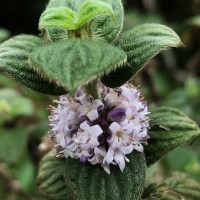 Hedyotis ceylanica N.Wikstr. & Neupane